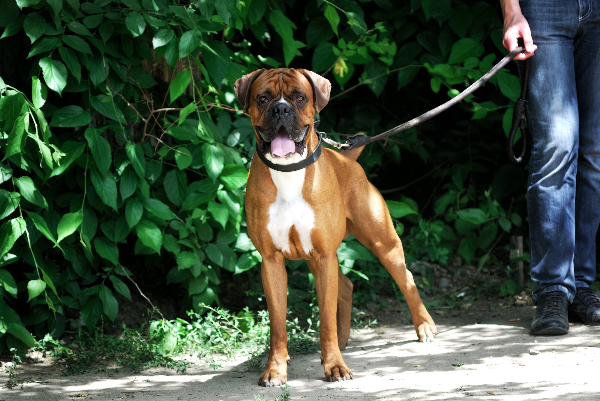 How to Take Care of Your Dog When You’re on Summer Vacation