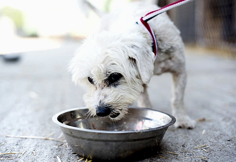 Dog Boarding Tips Every Owner Should Know