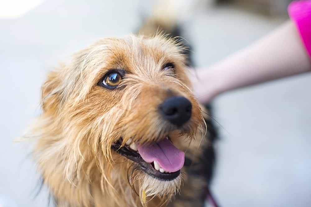 The Importance of Routine Pet Care Services